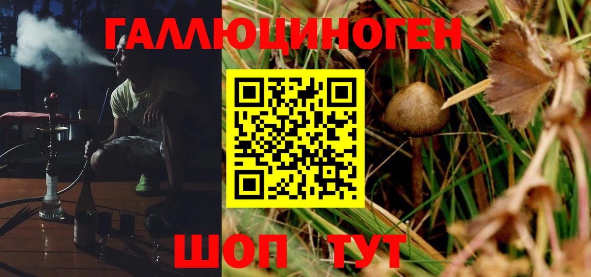 Псилоцибиновые грибы Psilocybe Кострома